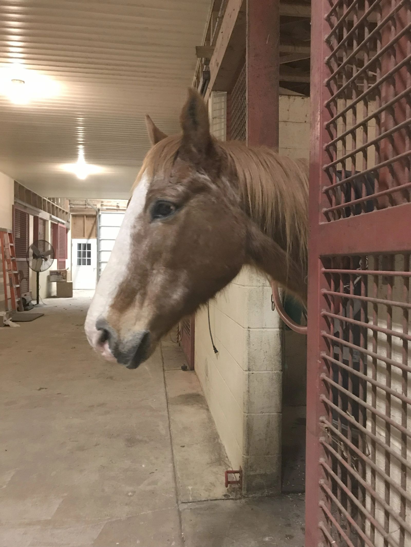 A horse looking down the clean center aisle of the barn