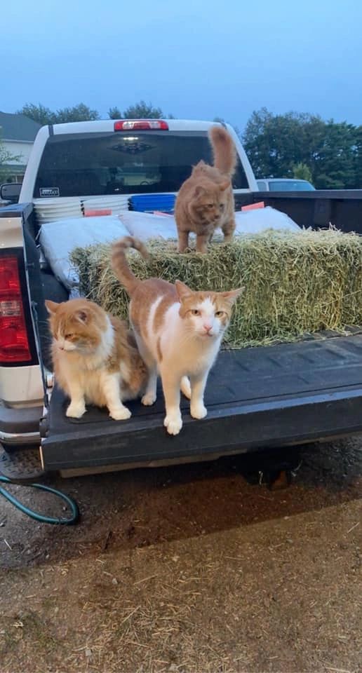Three orange barn cats inspecting a truckload of hay