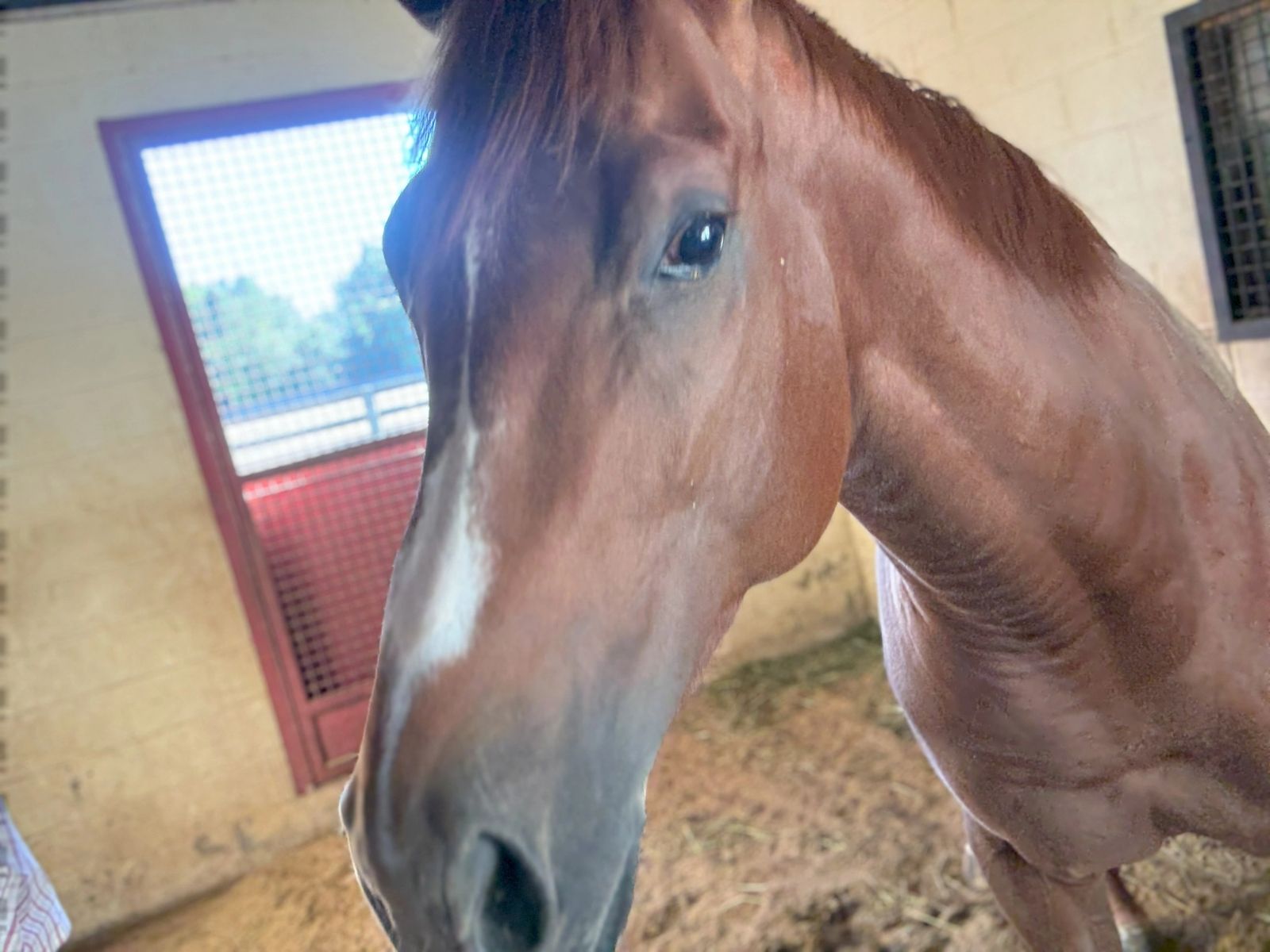 A chestnut horse leaning in close to the camera inside the barn
