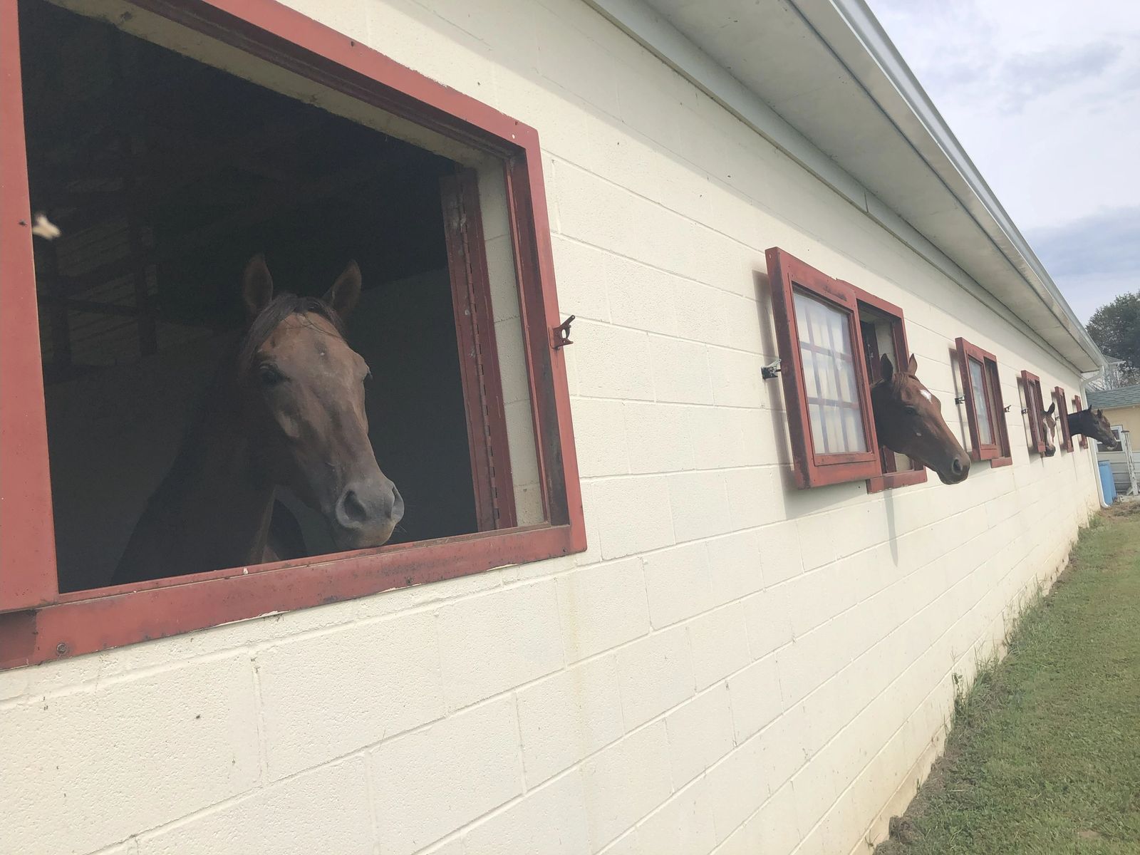 Horses looking out the windows of the barn at Blue Skies Horse Farm