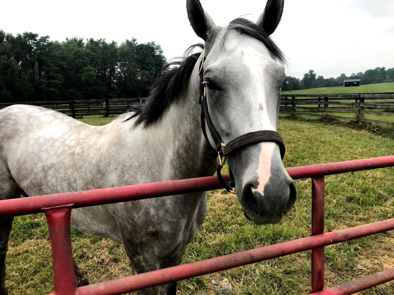 A dapple gray horse standing at the red pasture gate