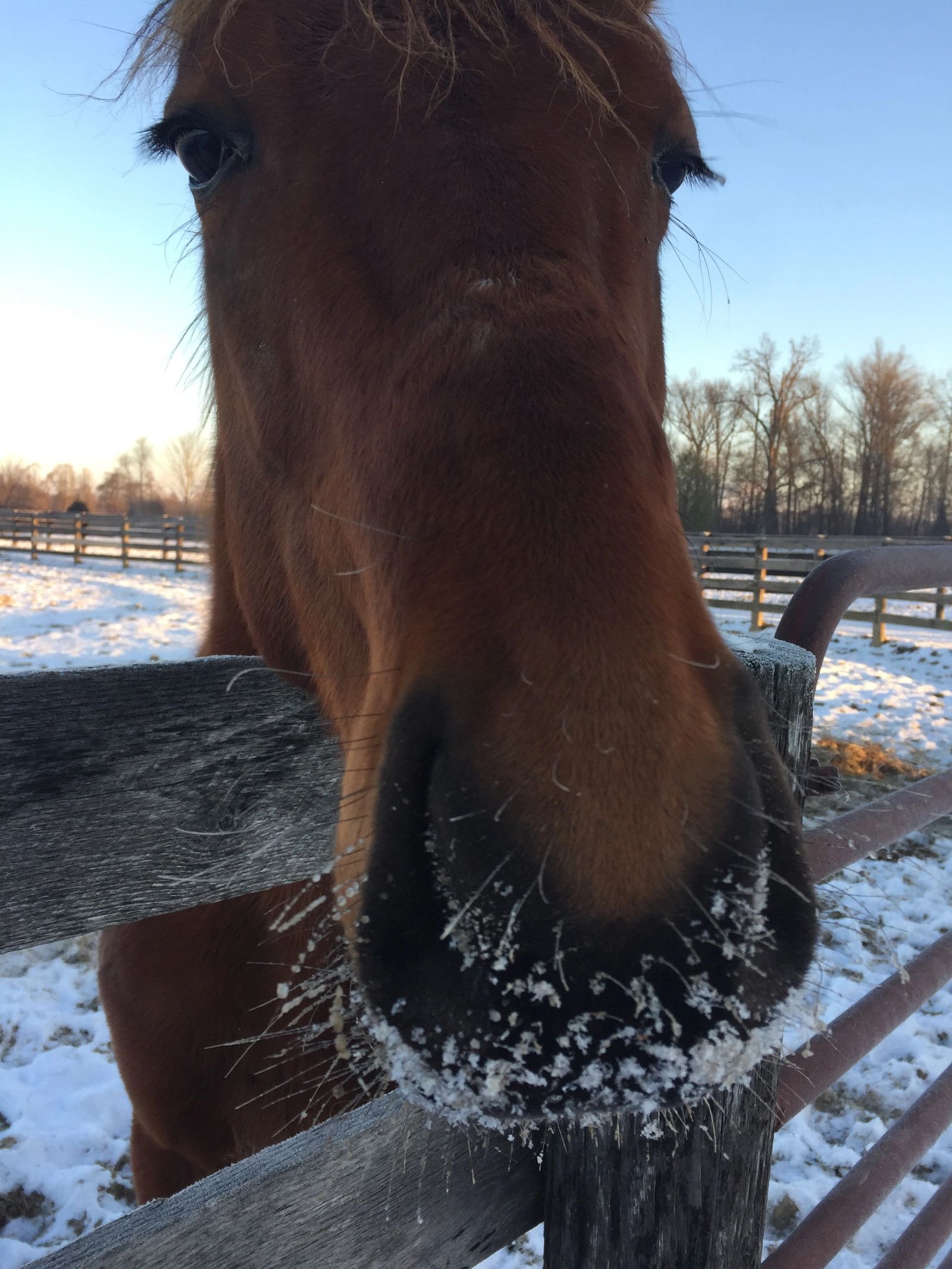 Close-up of a horse's frosty muzzle on a snowy winter morning