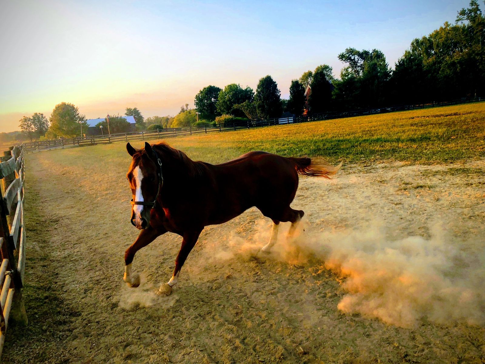 A chestnut horse cantering along the fence line at golden hour