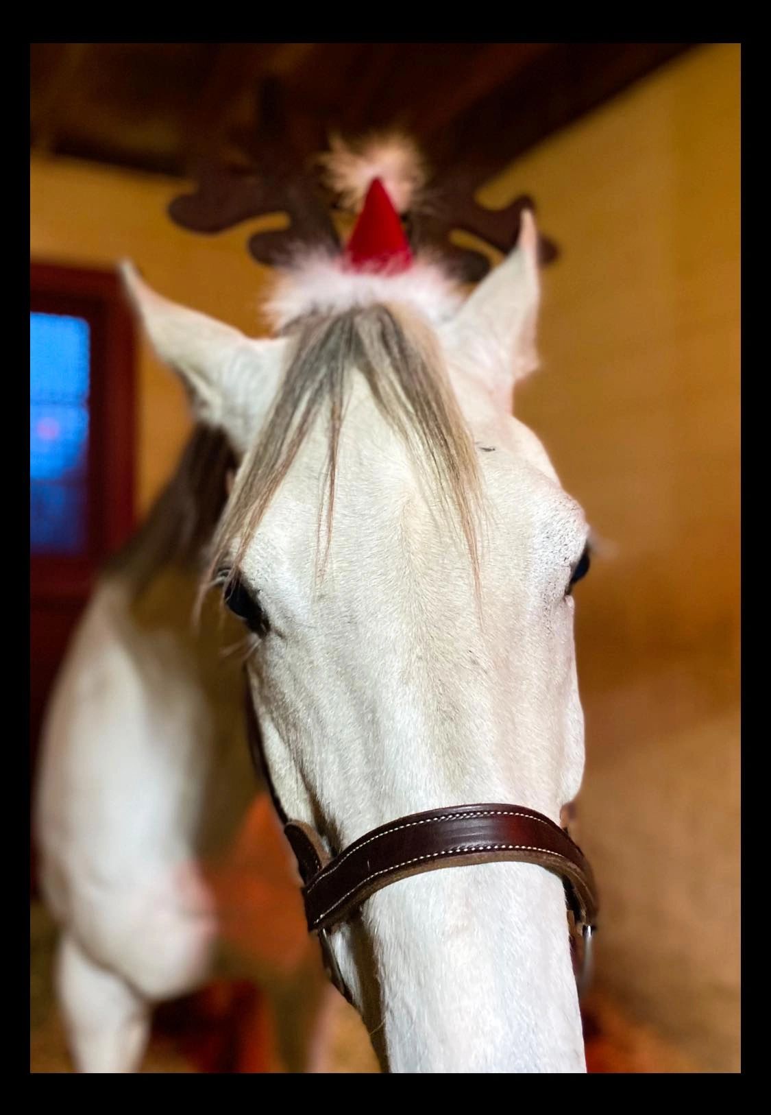 A white horse wearing felt antlers and a Santa hat in the barn