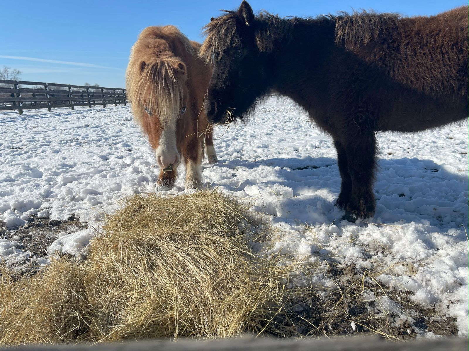 Two miniature horses sharing a pile of hay in the snow