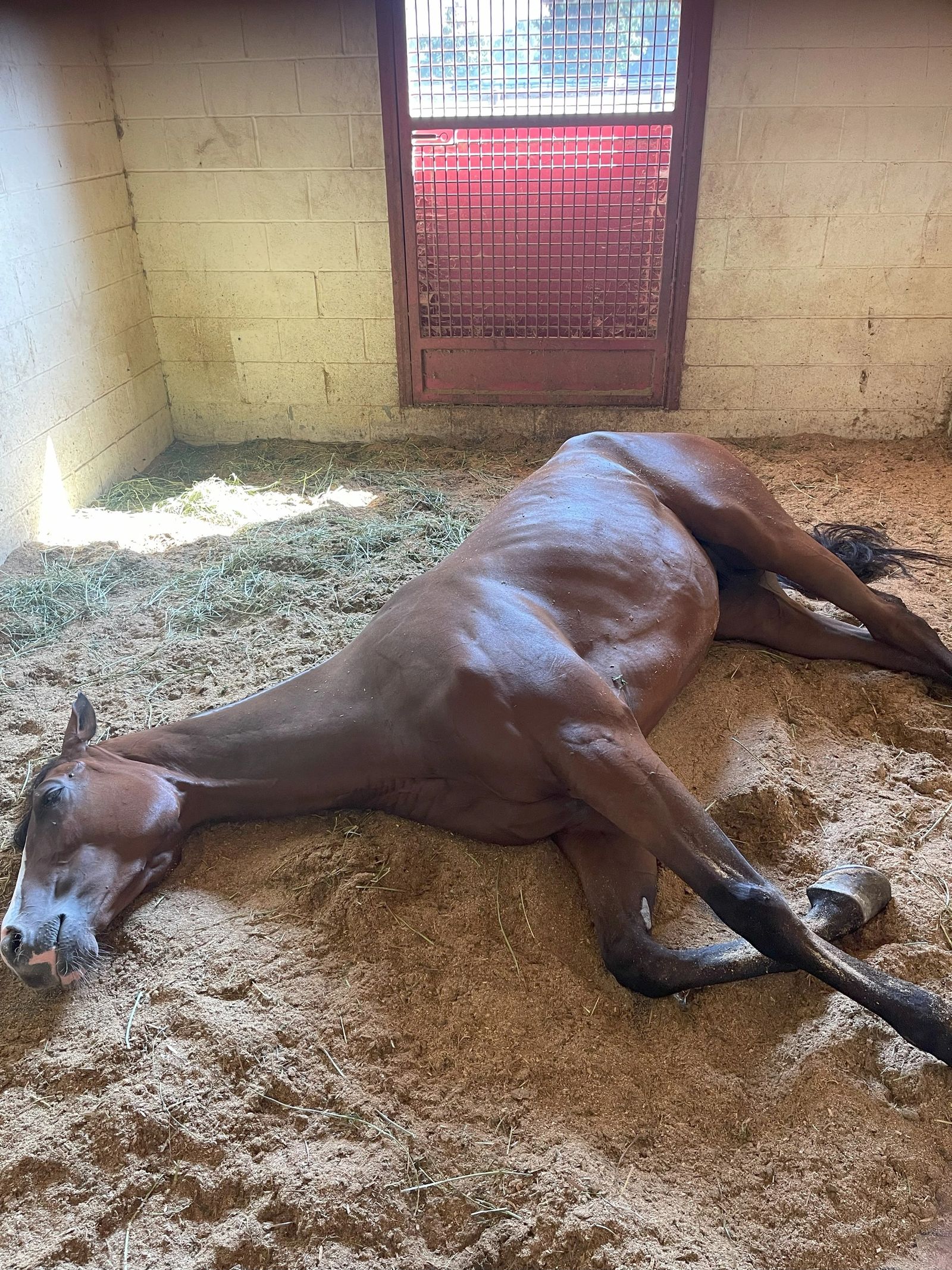 A horse resting comfortably in a deeply bedded stall
