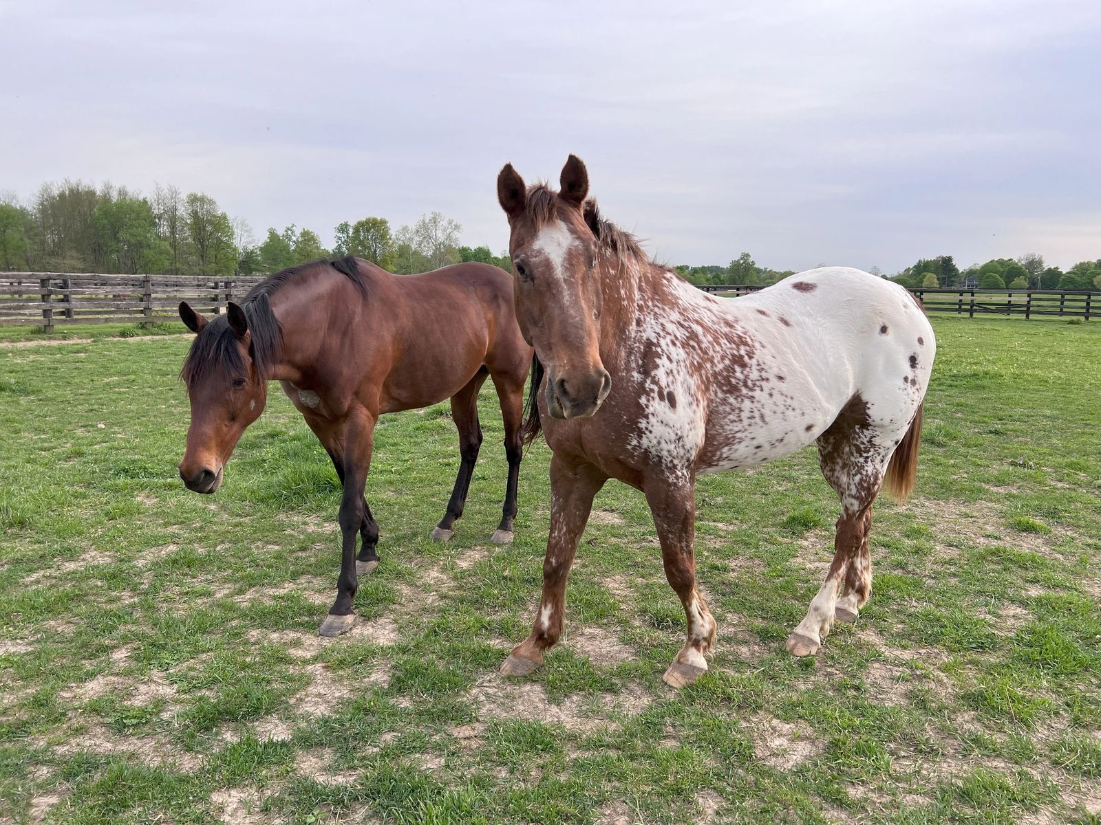 A bay horse and a spotted Appaloosa standing together in a spring pasture