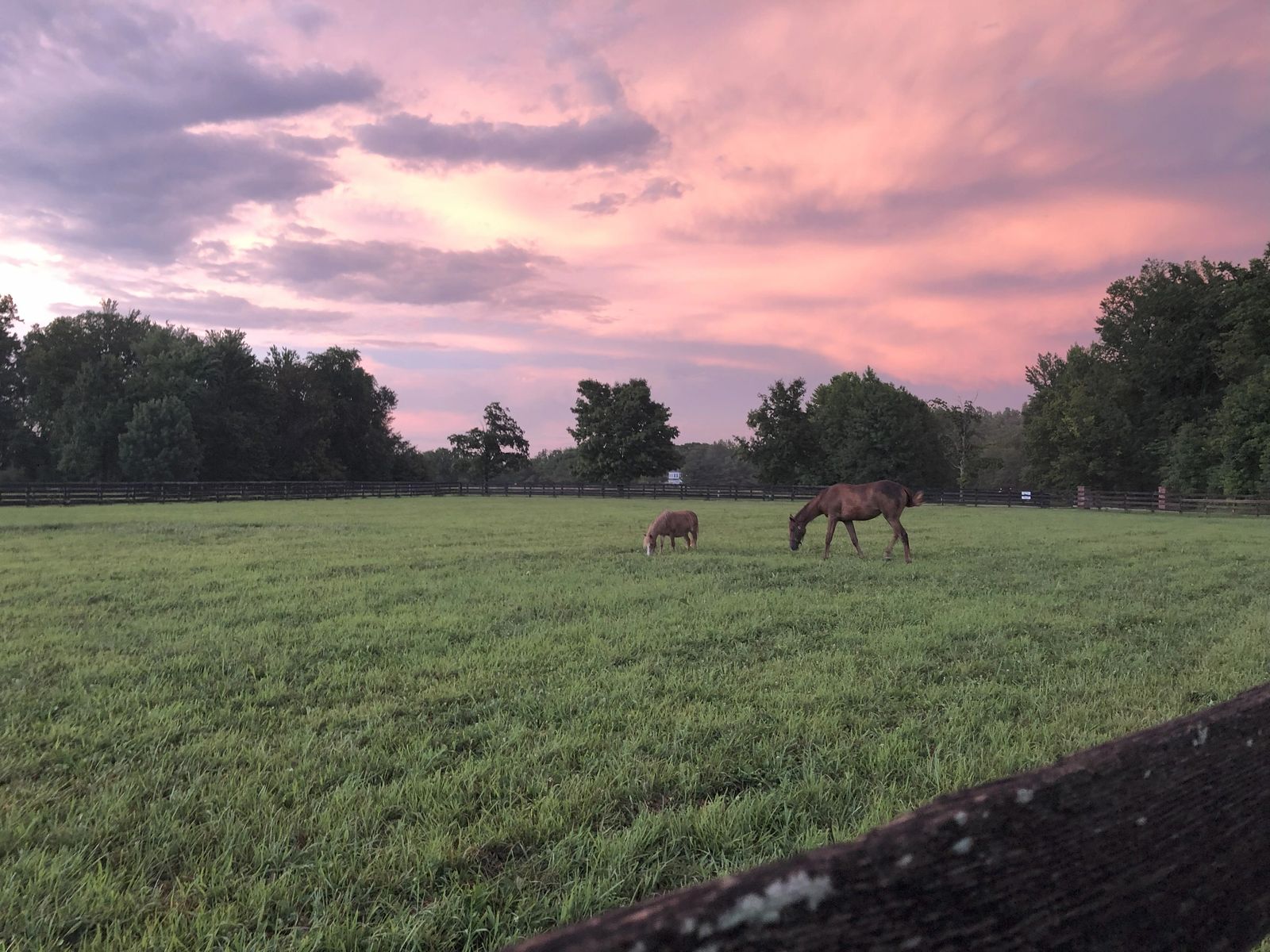 Horses grazing in a green pasture beneath a pink evening sky