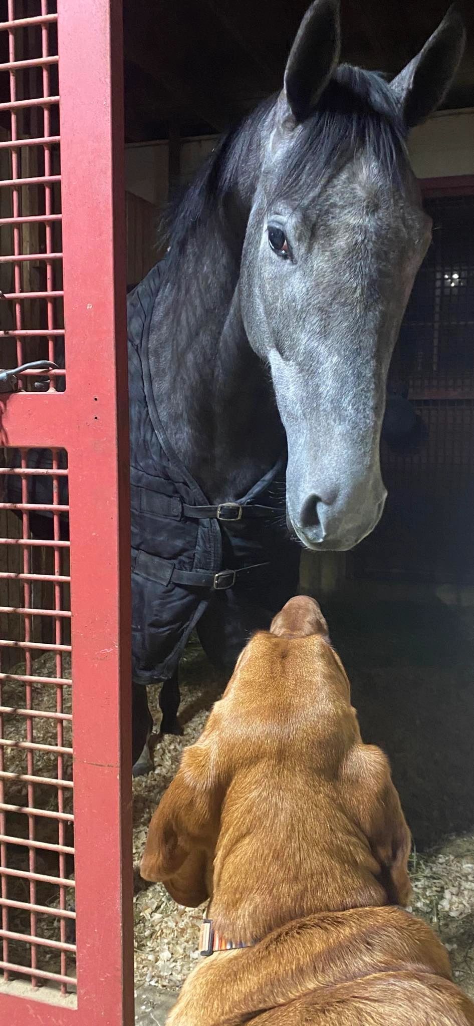 The farm dog visiting a dark gray horse at its stall door