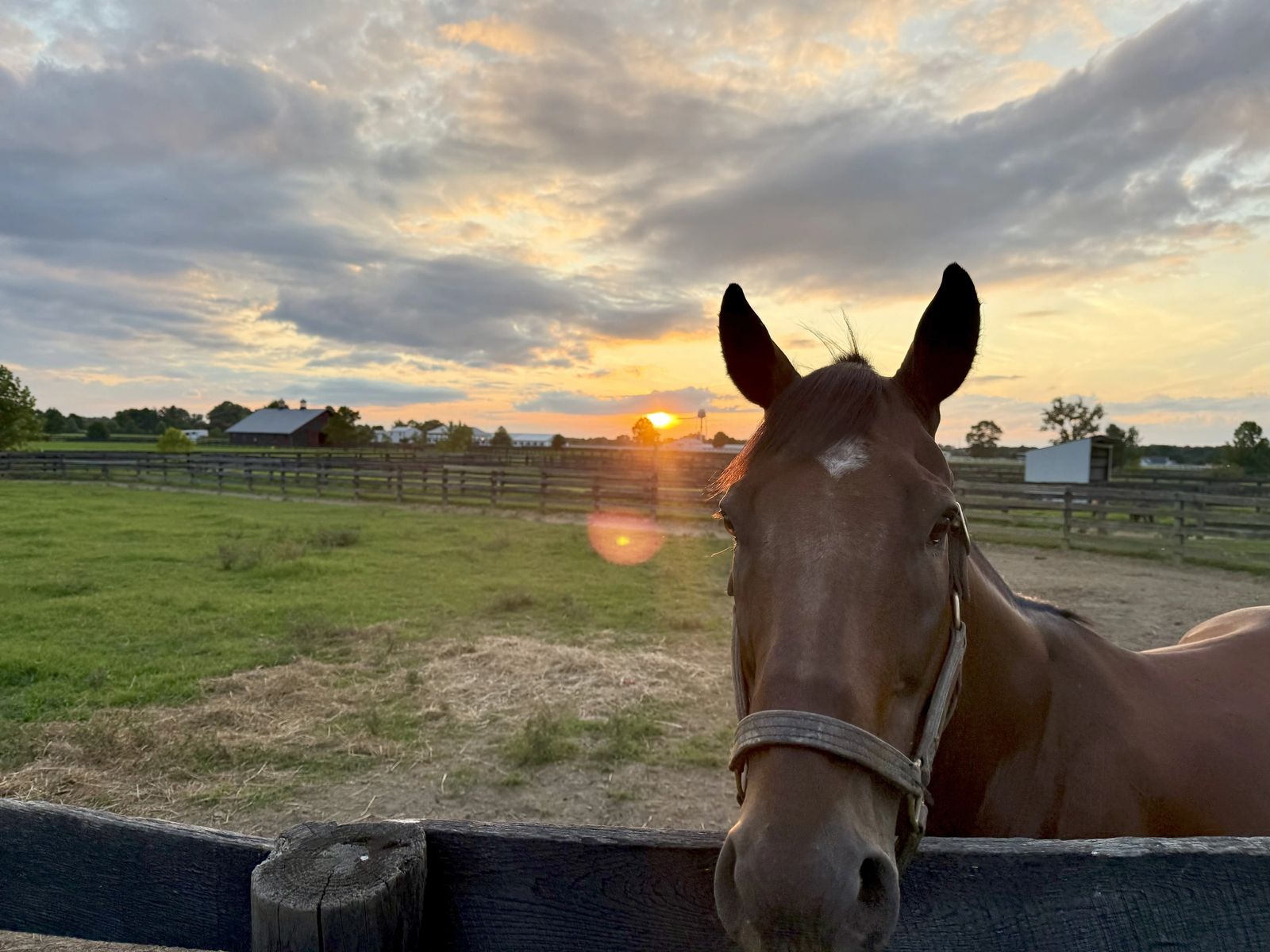 A bay horse at the fence with the sun setting over the farm behind it